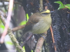 Silvicultrix diadema