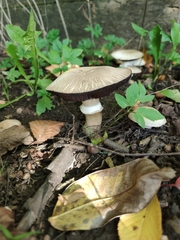Agaricus xanthodermus