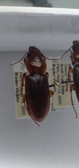 Harpalus erraticus