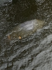Trichechus manatus