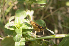 Taractrocera ceramas