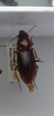Harpalus erraticus