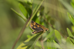 Taractrocera ceramas
