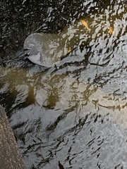 Trichechus manatus