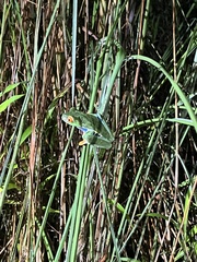 Agalychnis callidryas