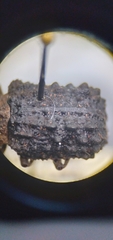 Bolitotherus cornutus