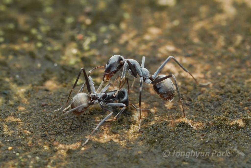 Iridomyrmex anceps from ท่าอากาศยานสุวรรณภู อาคารผู้โดยสาร Floor 2 ...