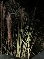 Agalychnis callidryas