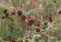 Glycyrrhiza echinata