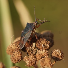 Asopinae