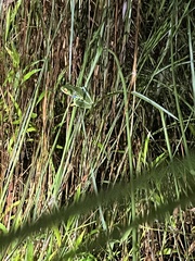 Agalychnis callidryas