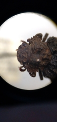 Bolitotherus cornutus