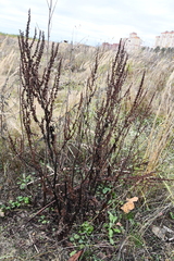 Rumex obtusifolius