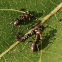 Formica obscuripes