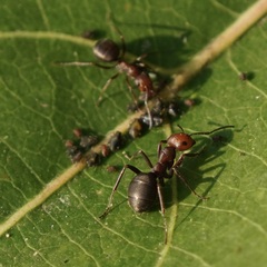 Formica obscuripes