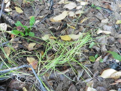 Carex spicata