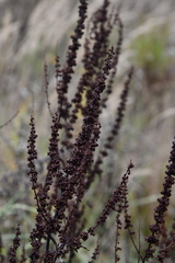 Rumex obtusifolius
