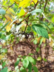 Cornus alba
