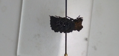 Bolitotherus cornutus