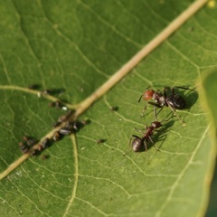 Formica obscuripes
