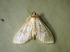 Herpetogramma aquilonalis