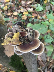 Daedaleopsis tricolor