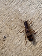Cymatodera undulata