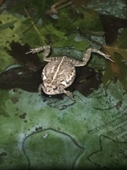 Anaxyrus fowleri