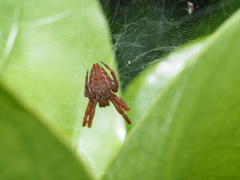 Cyrtophora exanthematica