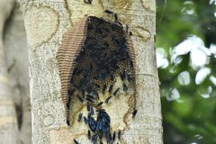 Synoeca septentrionalis