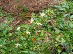 Reseda phyteuma
