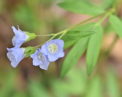 Polemonium reptans