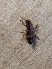 Cymatodera undulata