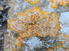 Variospora flavescens