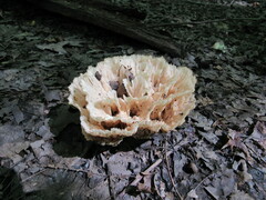 Sparassis spathulata