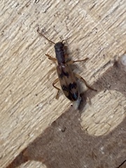 Cymatodera undulata