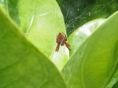 Cyrtophora exanthematica