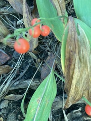 Convallaria