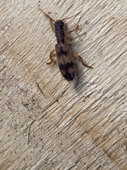 Cymatodera undulata