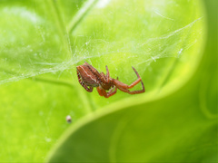 Cyrtophora exanthematica