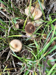 Stropharia coronilla