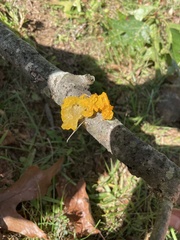 Tremella mesenterica