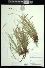 Carex lucorum