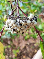 Cornus alba