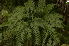 Pteris microptera
