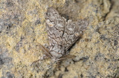 Calliteara fortunata