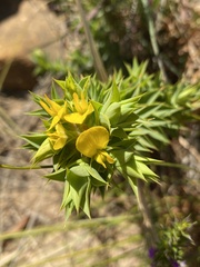 Aspalathus cordata