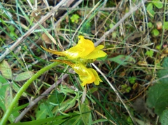 Linaria supina supina