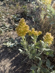 Solidago mollis
