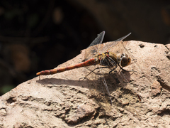 Sympetrum vulgatum